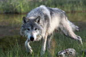 Are Lone Wolf Sales Reps an Endangered Species?