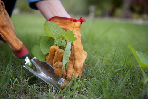 5 Gardening Best Practices That Can Help You Grow Your Business Too