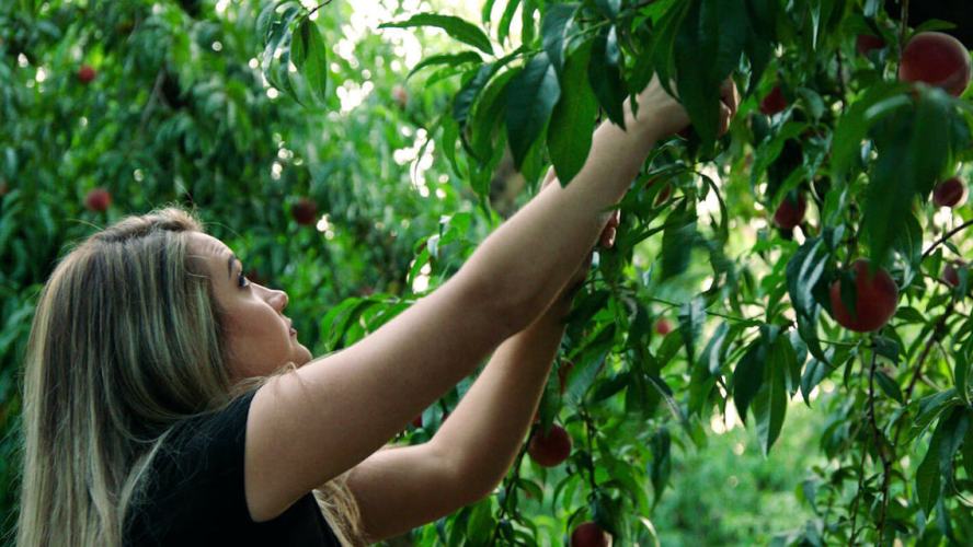 Lady picking peaches