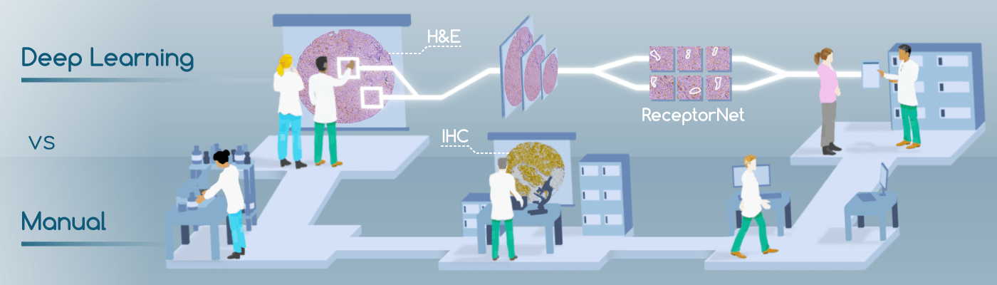 Featured image for ReceptorNet: Breast Cancer Therapy Decisions using AI