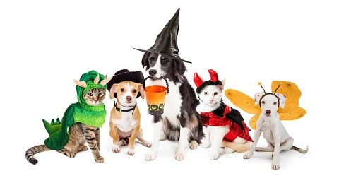 Pets are dressed up in their Halloween finest: A cat-dragon, dog-cowboy, dog-witch, cat-devil, and dog-butterfly.