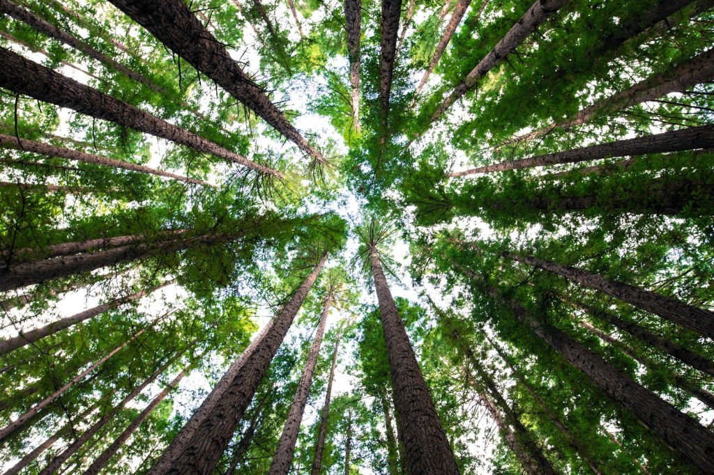 A forest of trees