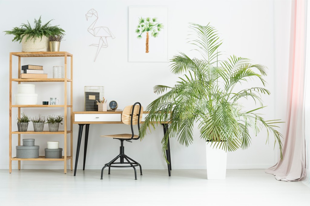 Modern work from home set up includes green plants